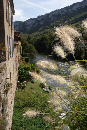DSC01186 Grass, St Antonin De Noble-Val, France. ©LeeAnn