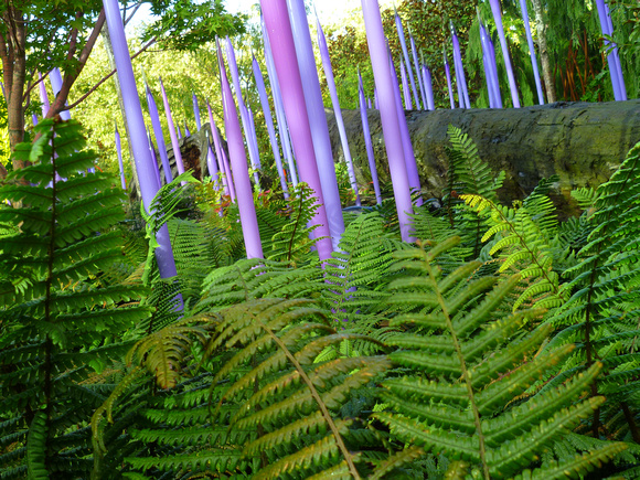 Chihuly purple ferns 9-2013 P1140898