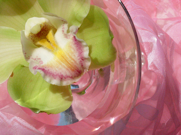 green orchid with pink