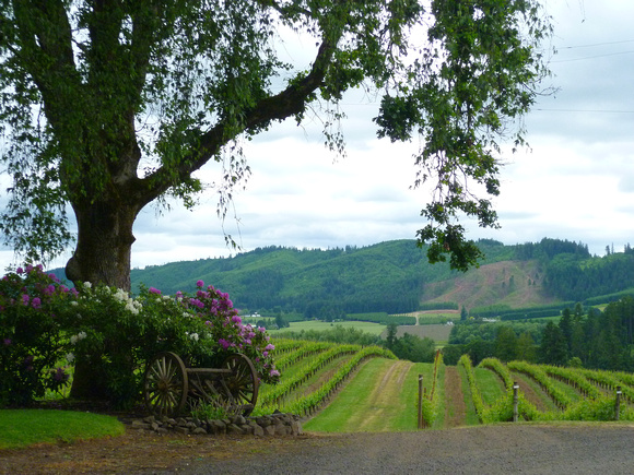 Wine Country, vineyard