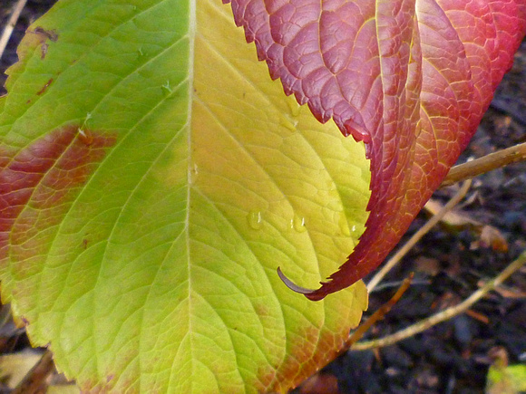 Red leaf / Green leaf P1060058