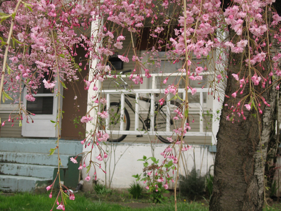 pink spring blossom_5836
