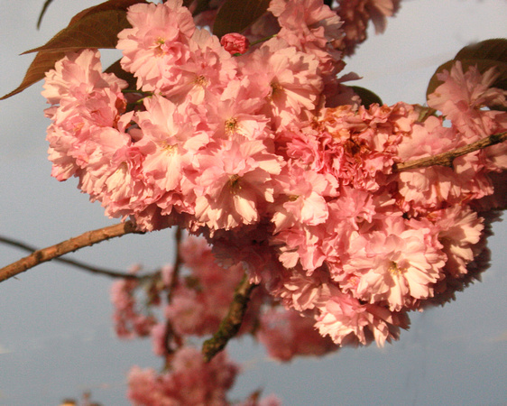 Cherry blossoms  2013