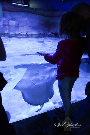 Portland Aquarium, bat ray Dec '14 ©LeeAnn Gauthier-53