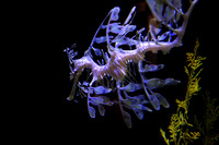 aquarium 0241 sea dragon