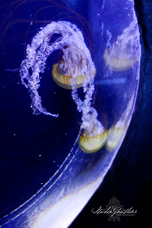 jelly fish Dec '14 ©LeeAnn Gauthier-48