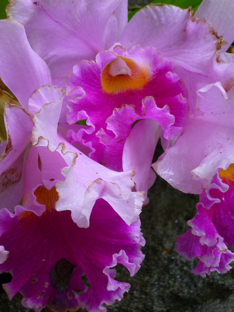 purple orchid P1110903