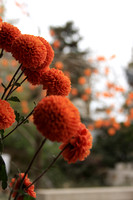Orange Chrysanthemum_0294