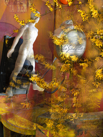forsythia yellow flowers-phone-l