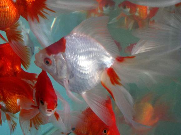 ryukin goldfish_1362c bestfish