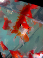 Goldfish Art_1368